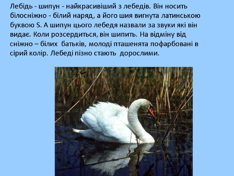 Лебідь - шипун - найкрасивіший з лебедів. Він носить білосніжно - білий наряд, а